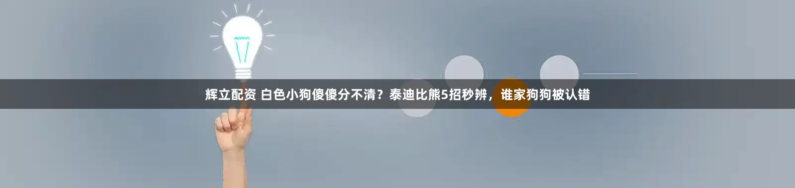 辉立配资 白色小狗傻傻分不清？泰迪比熊5招秒辨，谁家狗狗被认错